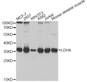 LDHA / LDH1 Antibody
