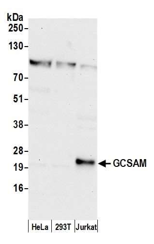 GCET2 / HGAL Antibody (aa128-178)