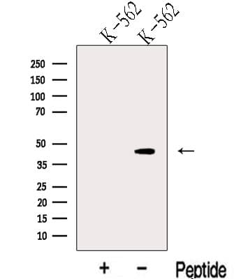 KLF13 Antibody