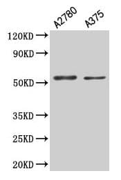 PAX3 Antibody