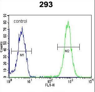 Polyclonal Rabbit anti-Human SARA2 / SAR1B Antibody (aa89-116, IHC, WB)