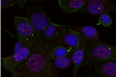 REL / C-Rel Antibody