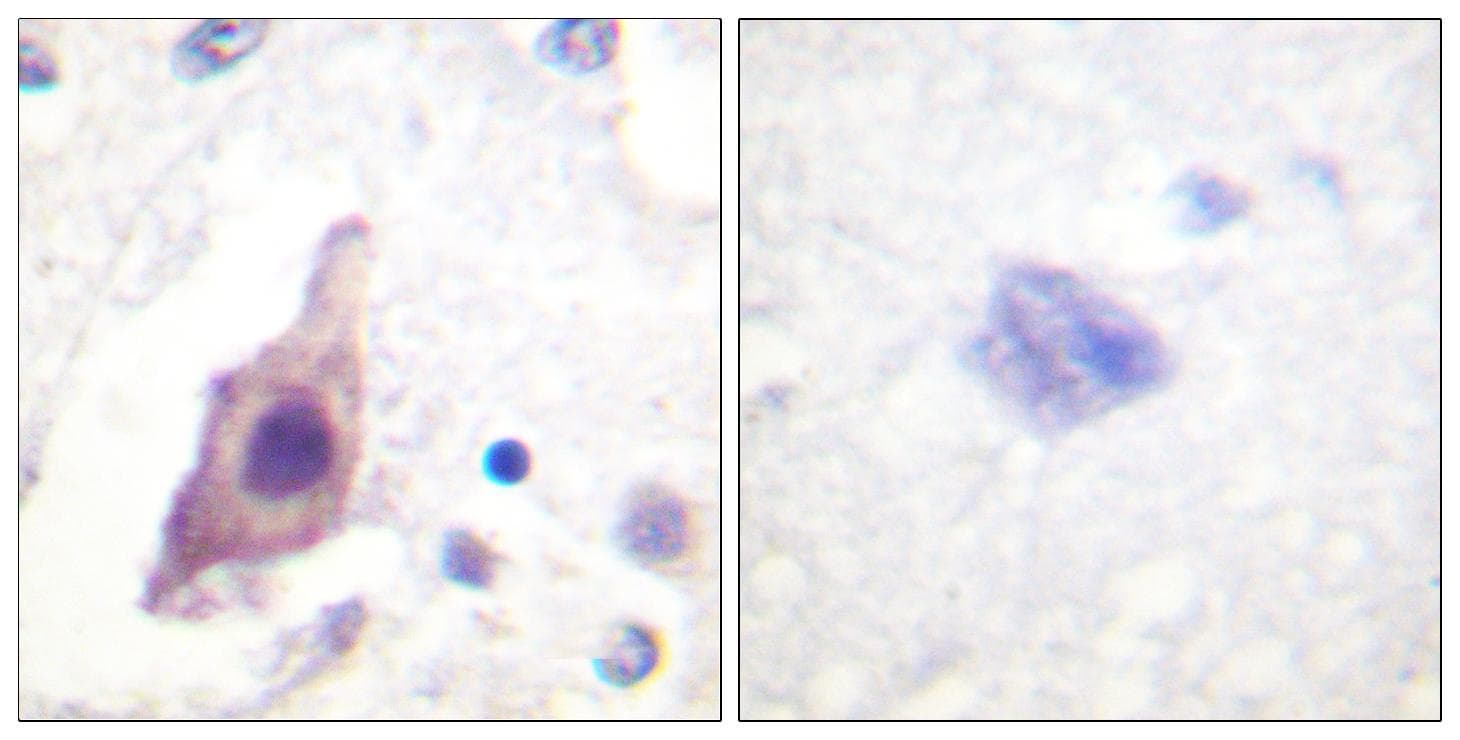 CDC25B Antibody (p353)