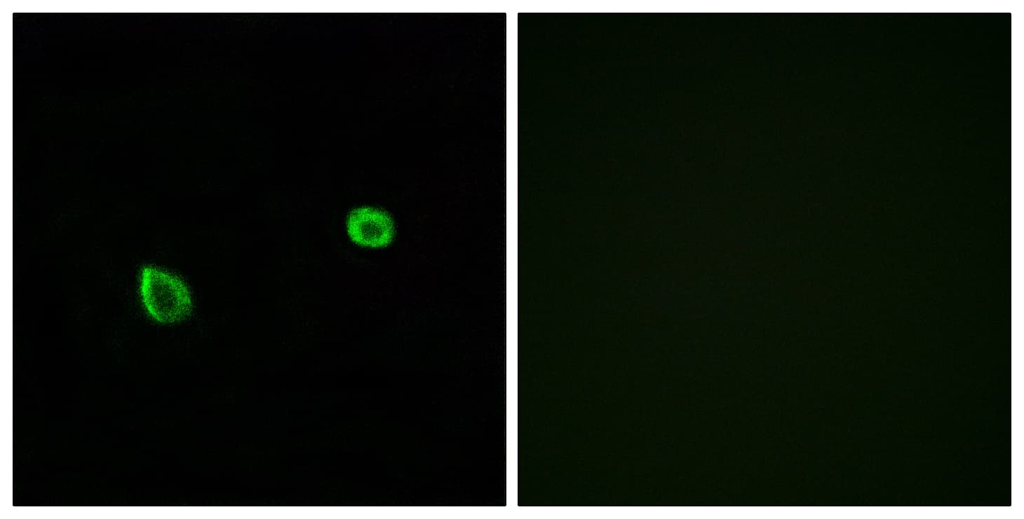 ERN2 Antibody (aa841-890)