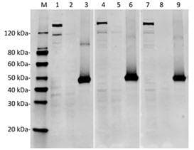 Streptococcus pyogenes CRISPR-associated endonuclease Cas9/Csn1 Antibody (clone 4A1)