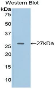 EFNA4 / Ephrin A4 Antibody (aa1-204)