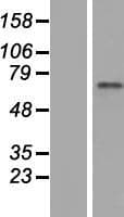 ZNF317 Protein (Over-Expression Lysate Myc-DDK (Flag))