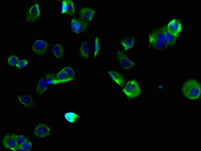 Polyclonal Rabbit anti-Human FAM70B Antibody