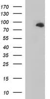 Junctophilin 2 / JPH2 Antibody (clone OTI2E5)