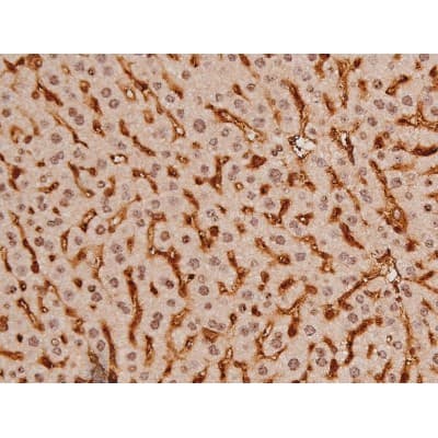 Polyclonal Rabbit anti-Human c-Kit / CD117 Antibody (IHC, IF, WB)