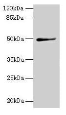 TRIP13 Antibody