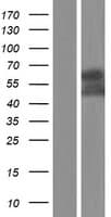 ABI1 / SSH3BP1 Protein (Over-Expression Lysate Myc-DDK (Flag))