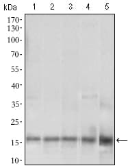 MRPL42 / MRPS32 Antibody (aa10-142, clone 3H6H2)