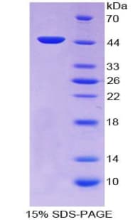 Dog TGFB1 / TGF Beta 1 Protein (Recombinant His-GST)