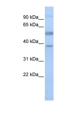 LSP1 Antibody (aa36-85)
