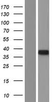 MTG1 / Mitochondrial GTPase 1 Protein (Over-Expression Lysate Myc-DDK (Flag))