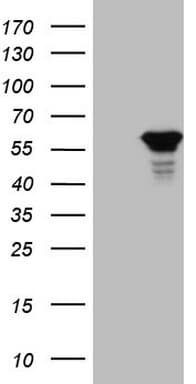 BHLHE41 / BHLHB3 / SHARP1 Antibody (aa1-297, clone OTI11F6)