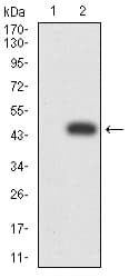 NR1I2 / PXR Antibody (clone 6H11D8)