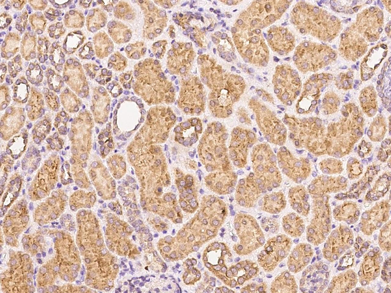 PSG1 / CD66f Antibody (Preservative Free)