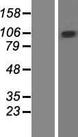 ZCCHC14 Protein (Over-Expression Lysate Myc-DDK (Flag))