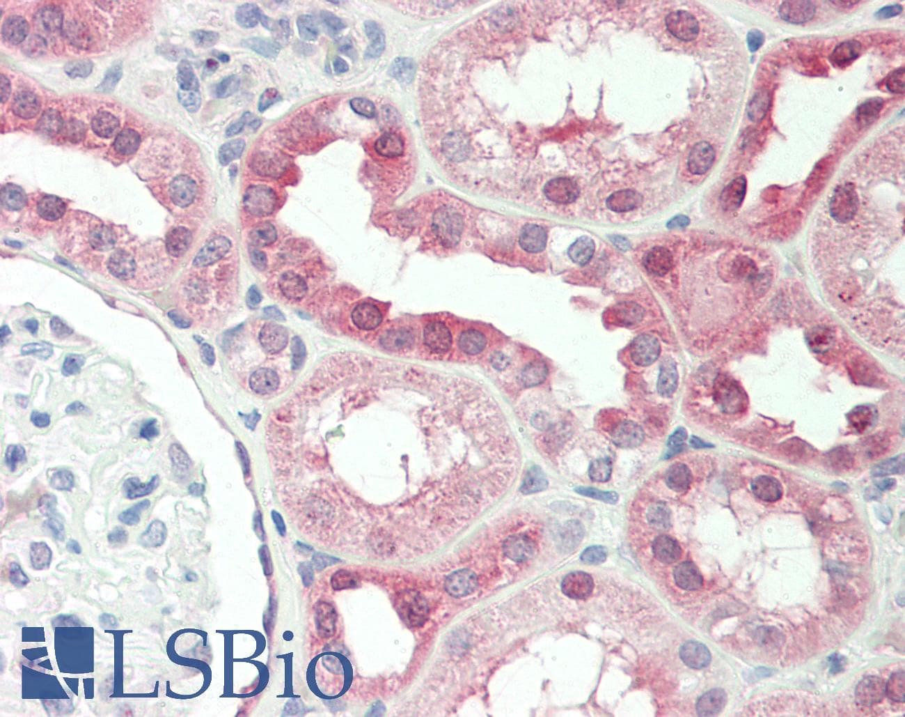 IHC-plus™ AVPR1A / V1a Receptor Antibody (aa353-383, clone 721CT25.2.1)