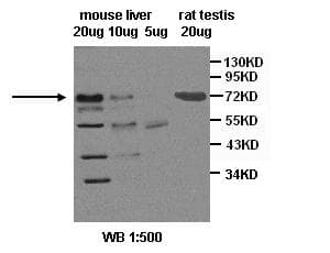 SCARB1 / SR-BI Antibody