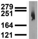 NALCN Antibody (clone S185-7)