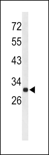 AFMID Antibody (aa57-83)