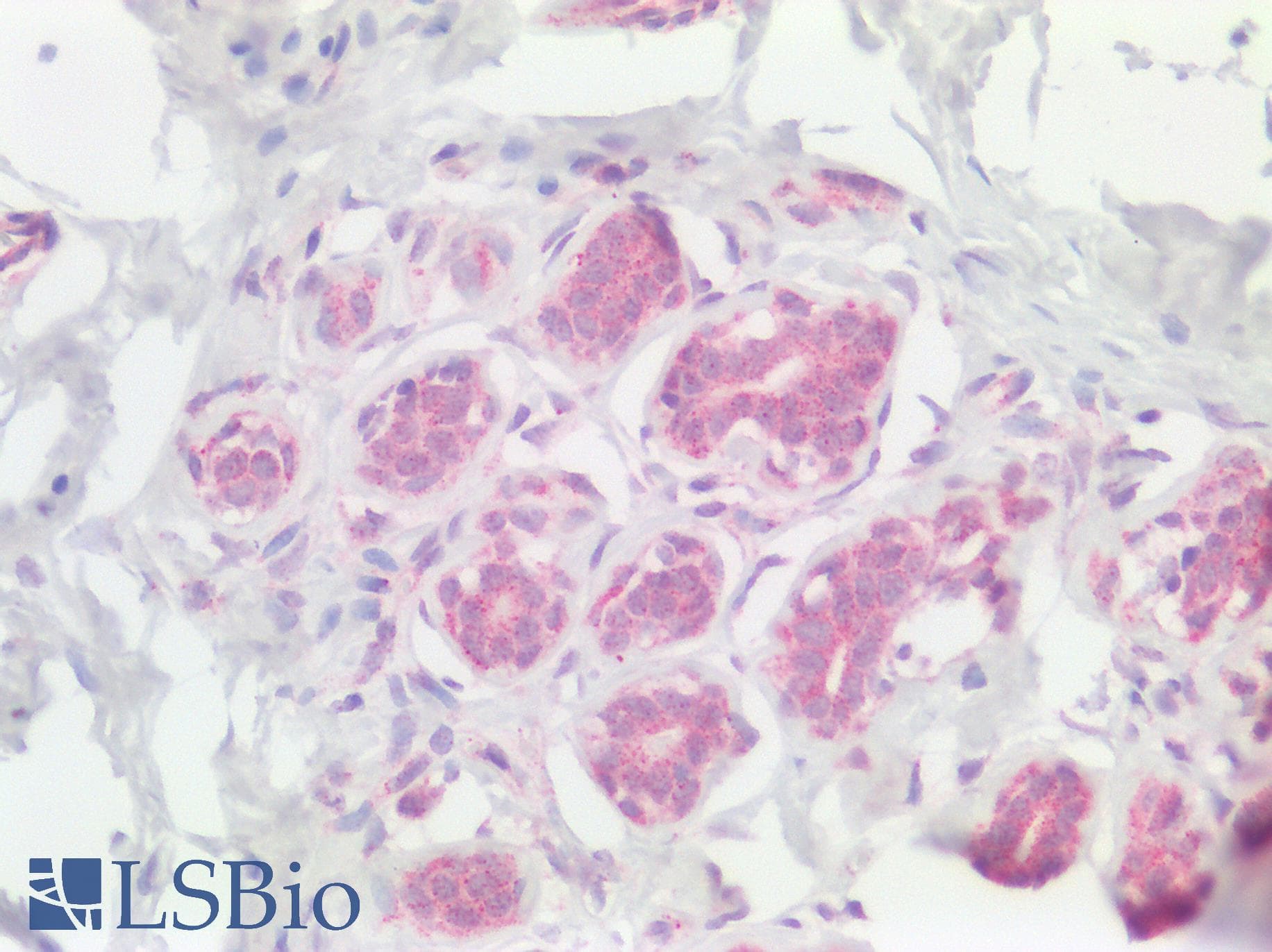 RALA / RAL Antibody (aa71-120)