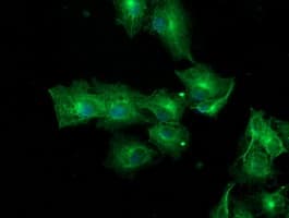 TUBAL3 Antibody (aa150-446, clone OTI5F10, Carrier-free)