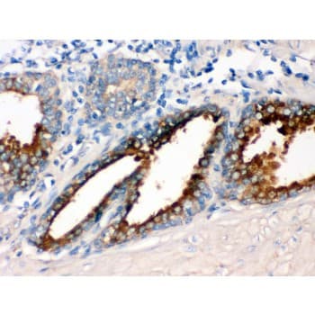 GNAQ Antibody (aa102-138)