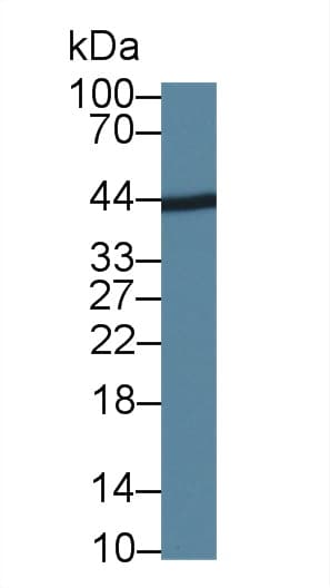 Mouse Anti-Human IgG3 Secondary Antibody