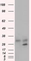 GNMT Antibody (clone OTI8A3, Carrier-free)