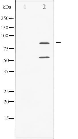 Polyclonal Rabbit anti-Human PIK3R1 / p85 Alpha Antibody (phospho-Tyr199,phospho-Tyr467, IF, WB)