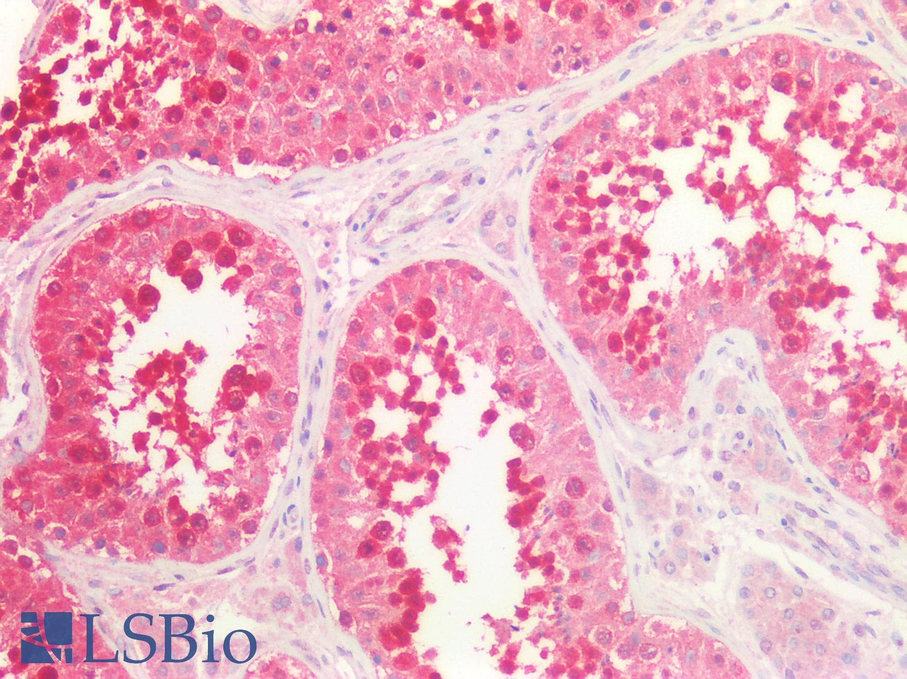 IHC-plus™ Polyclonal Rabbit anti-Human CASP9 / Caspase 9 Antibody (Cleaved Asp353, IHC, IF, WB)