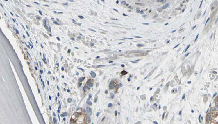 EIF3J Antibody