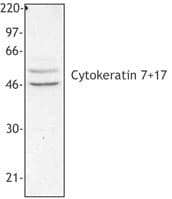 Cytokeratin 7+17 Antibody (clone C-46)