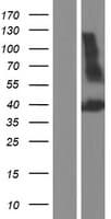 PDGF-CC Protein (Over-Expression Lysate Myc-DDK (Flag))