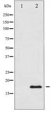 Histone H3.1 Antibody