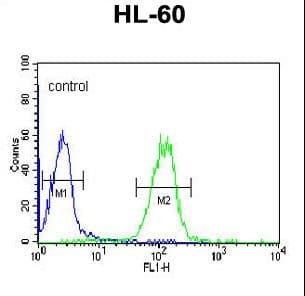 APOL4 / Apolipoprotein L 4 Antibody (aa258-290)