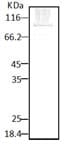 HSP90 / Heat Shock Protein 90 Antibody