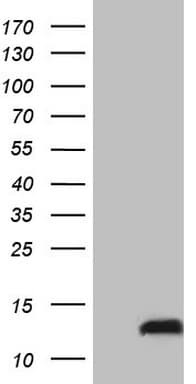 PYDC1 Antibody (clone OTI9E12)