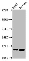 H2AFZ / H2A.z Antibody