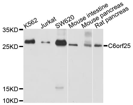 C6orf25 Antibody