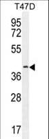 FBLN7 / Fibulin 7 Antibody (aa29-57)