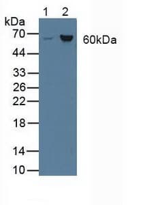 ASNS Antibody (aa213-536)