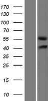 GLCCI1 Protein (Over-Expression Lysate Myc-DDK (Flag))
