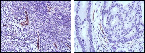 NOS3 / eNOS Antibody (clone 6H2)