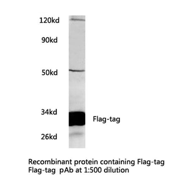 Polyclonal Rabbit DYKDDDDK Tag Antibody (WB)