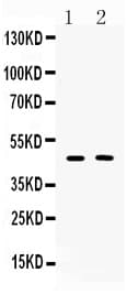SERPINA5 / PCI Antibody